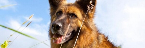 robbstoddard Profile Banner