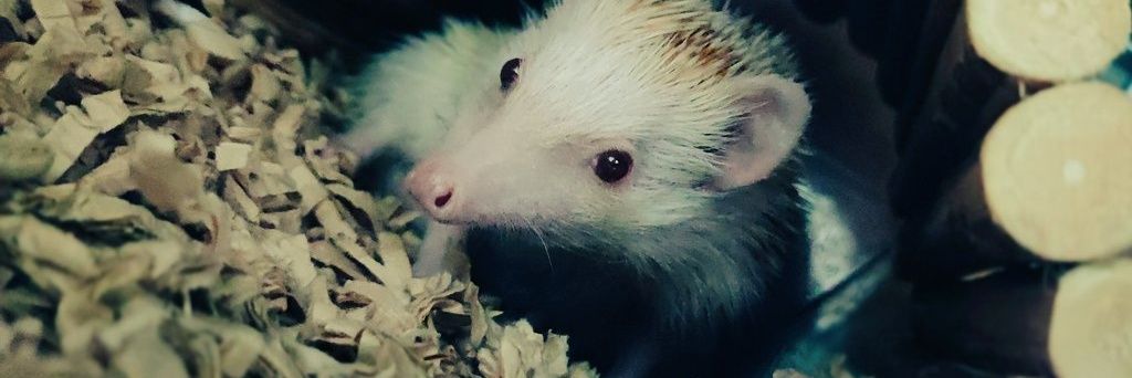 はちゅるい❁⃘*.ﾟ banner