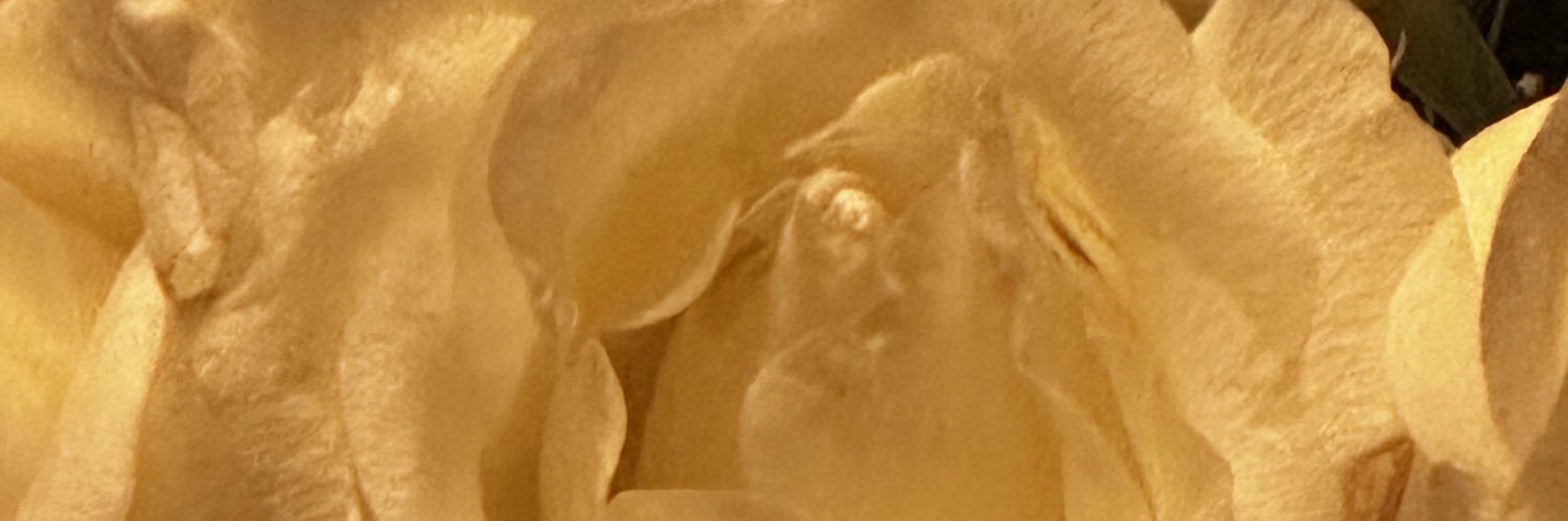 Piridi's profile banner image