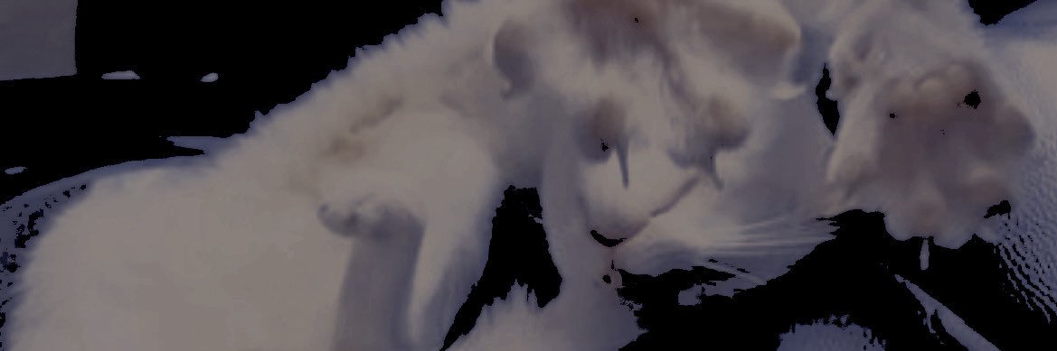 ‍ ‍. . . 𝐉𝐔𝐌𝐈𝐍. banner