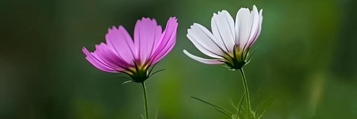 Michelle47e's profile banner image