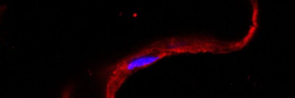 BIOFAT_LAB Profile Banner