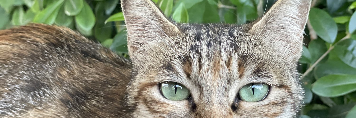 ferinooos's profile banner image