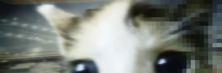 trixie's banner
