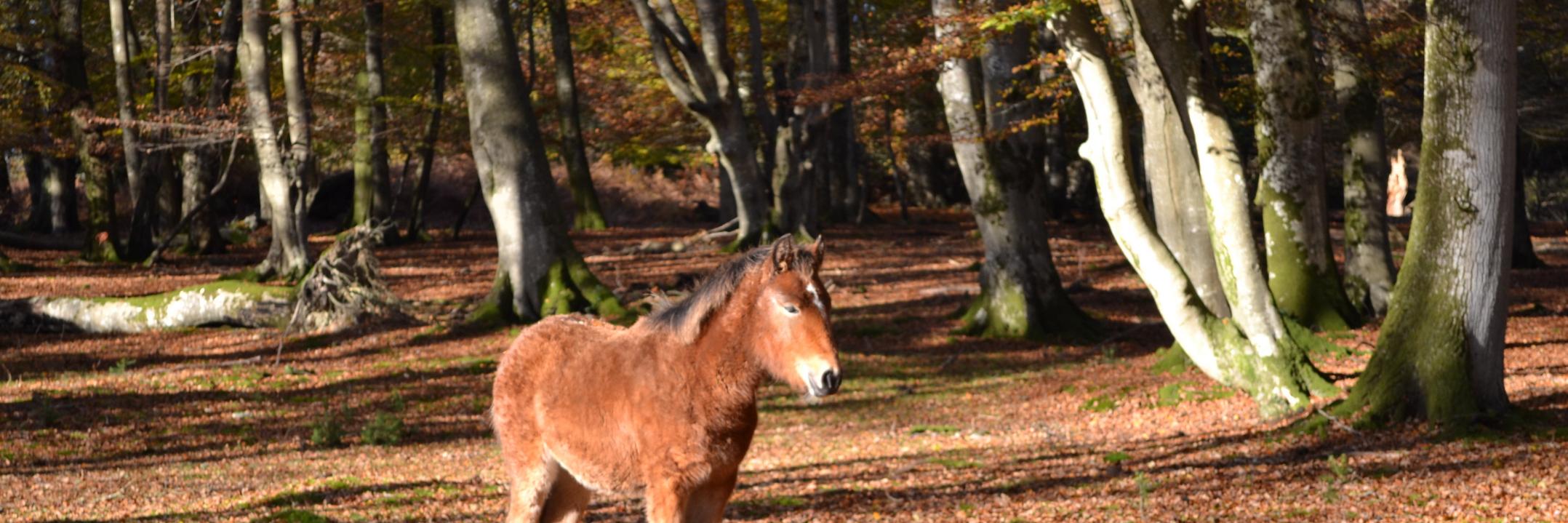 NewForestLife1's profile banner image