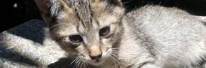 masciotta13's profile banner image