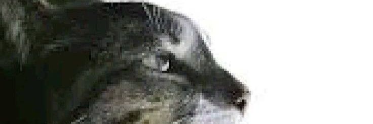 kerabat gus ujin banner