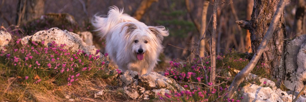 NOVADogMag's profile banner image