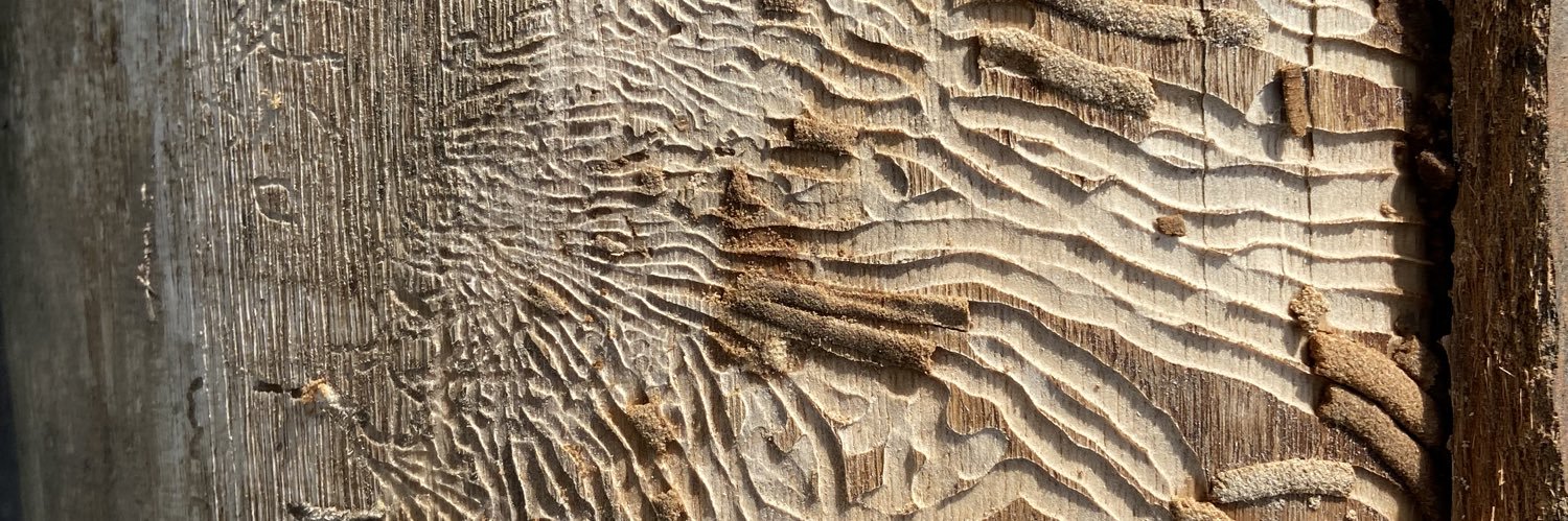 Dr Rebecca Morrow (her/she) banner