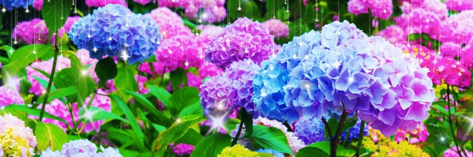 antynomia's profile banner image