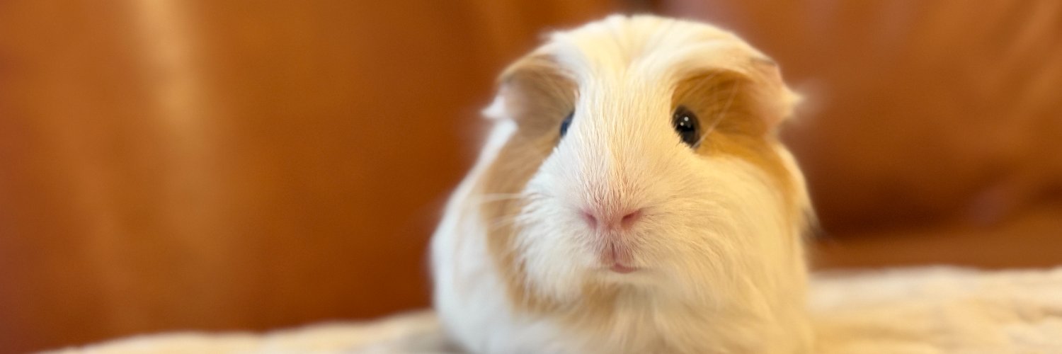 間瀬佑一｜小動物メディア編集長 banner