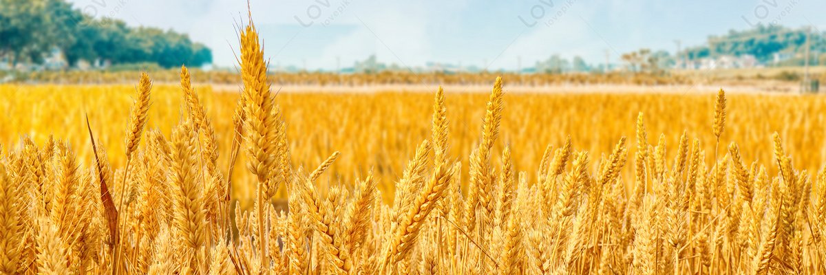 Bireley banner