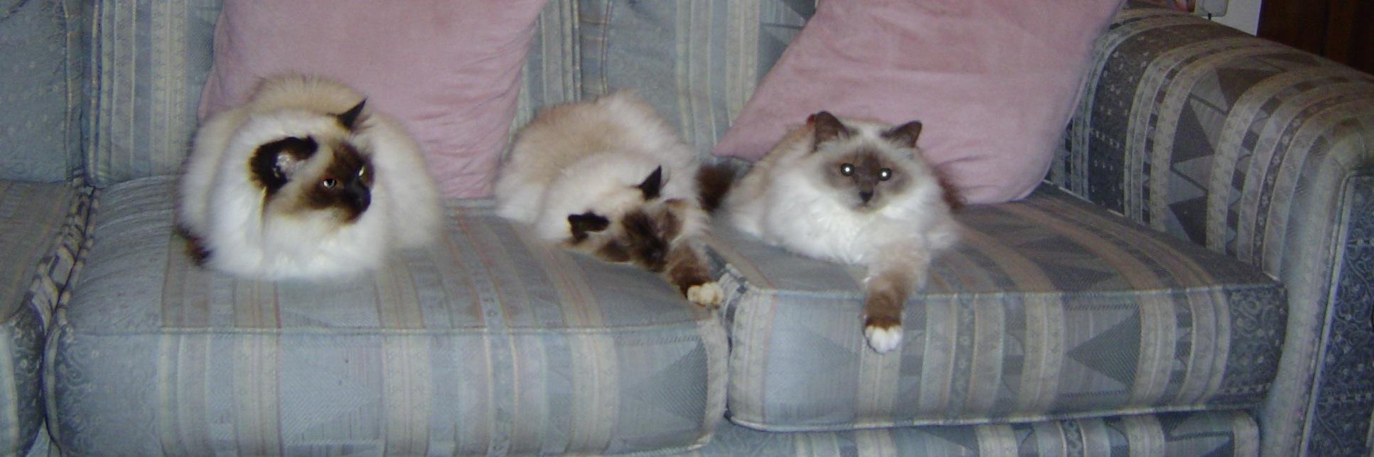 flynn_carole's profile banner image