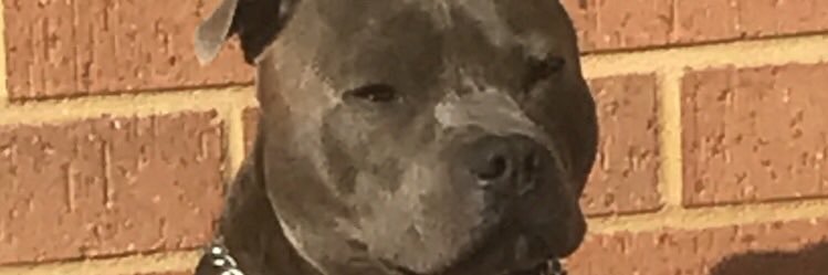BBfrankland's profile banner image
