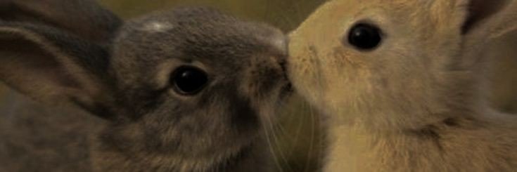 wiwobondoc's profile banner image