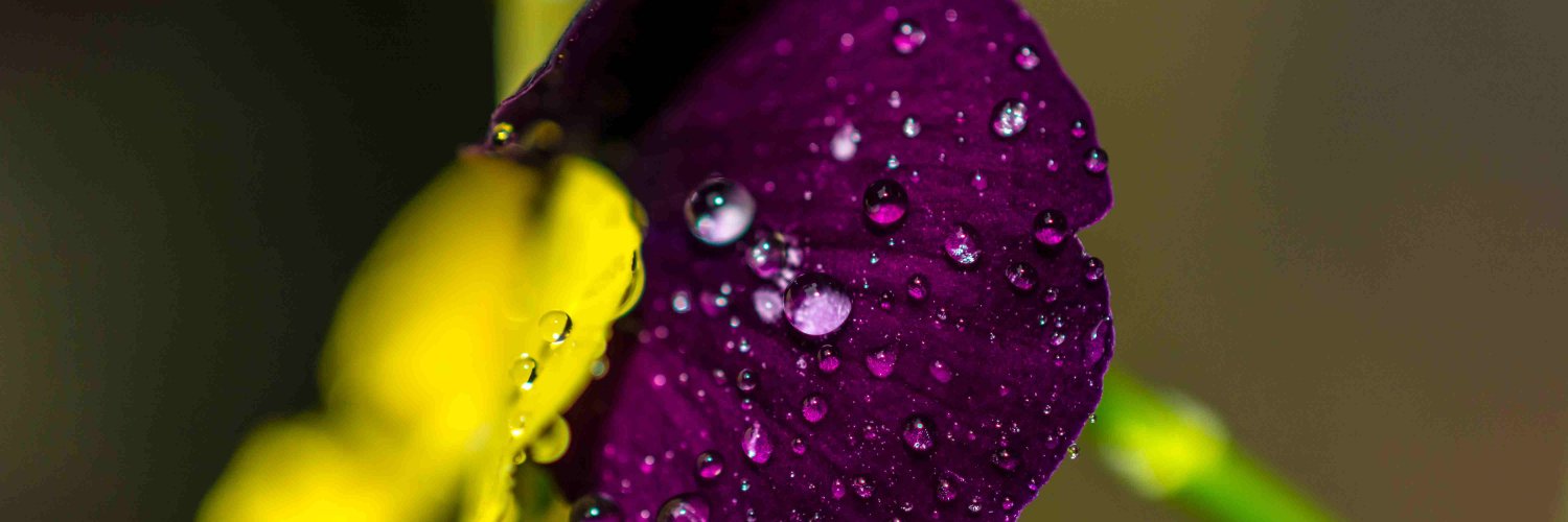 AmariSheppay681's profile banner image