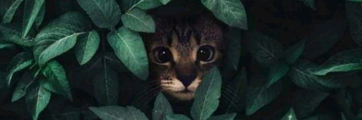 AliceGois_'s profile banner image