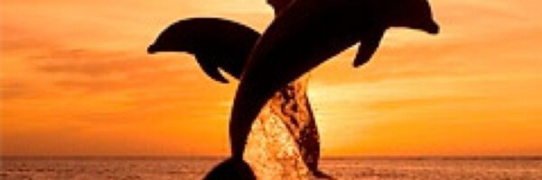 Sahar7 Profile Banner