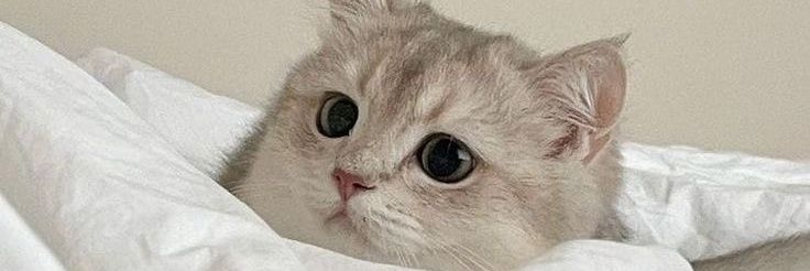 ¹³ banner