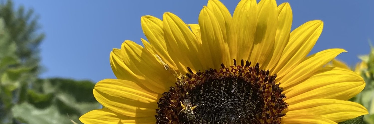 bevbafus's profile banner image