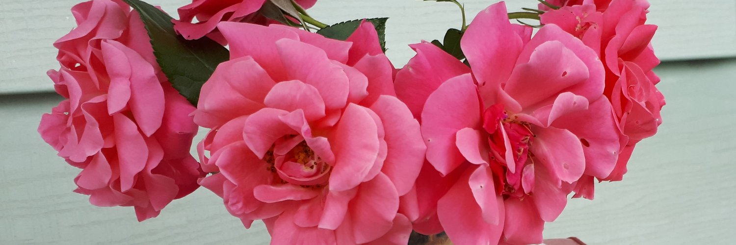 dana_mount's profile banner image