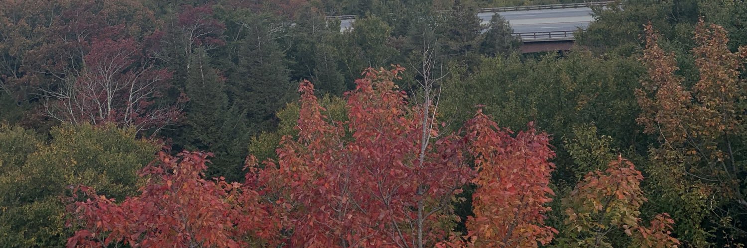 OShannonro's profile banner image