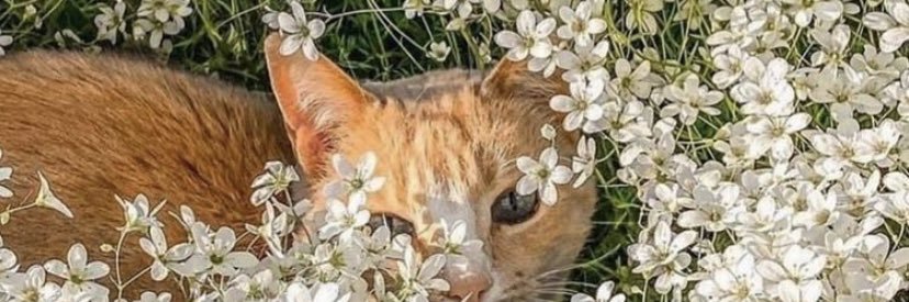 ACE🐱 banner