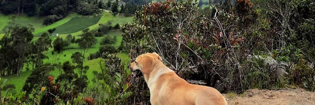 Andrés R Vargas banner