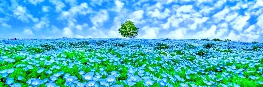 sakaicoffee's profile banner image