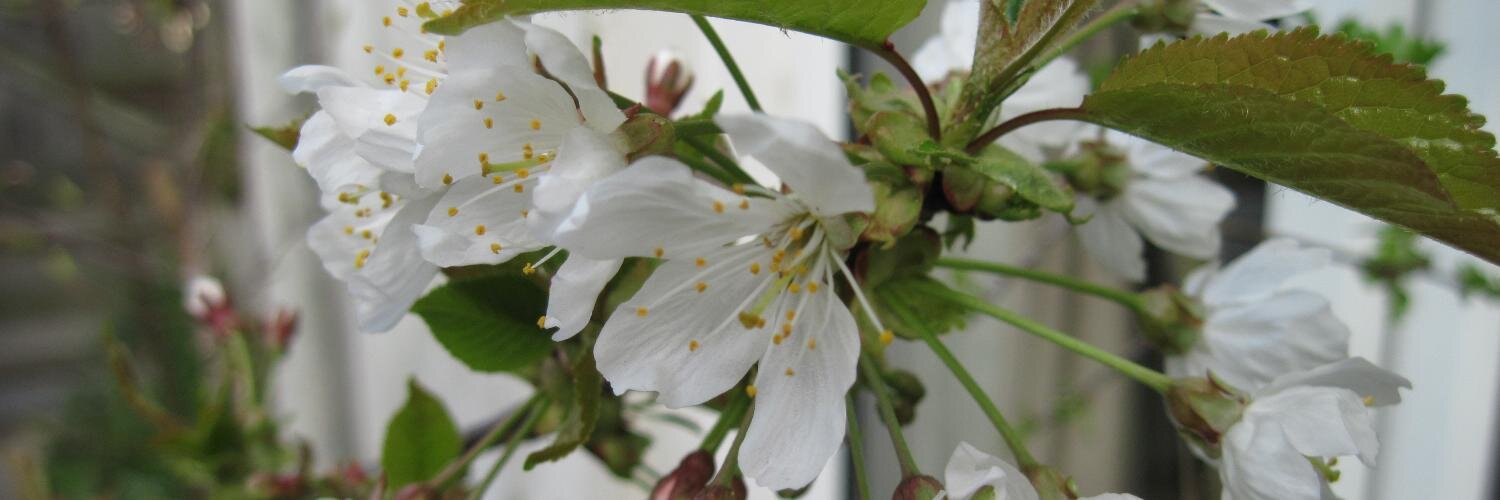 Angela Boothroyd banner