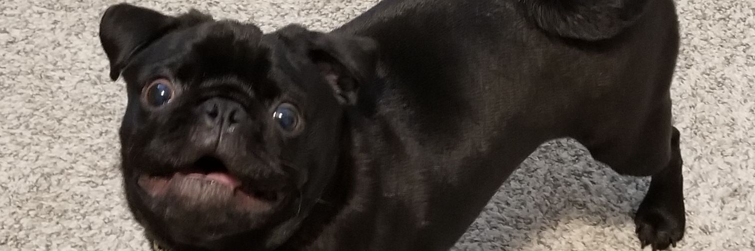 Zboogie banner