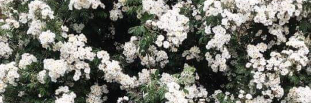 heba_mohammed94's profile banner image