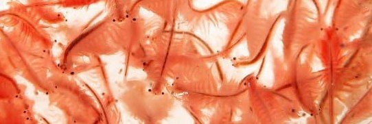 brineshrimp_'s profile banner image