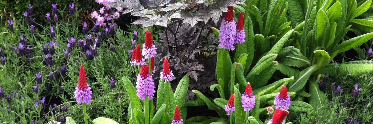 Emer Ní Bhrádaigh banner