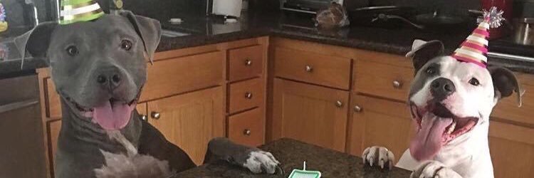 devsuxxx's profile banner image