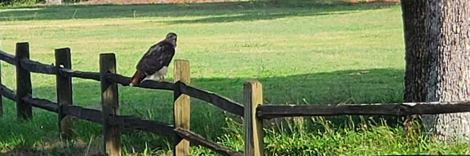 Sir C Singleton banner