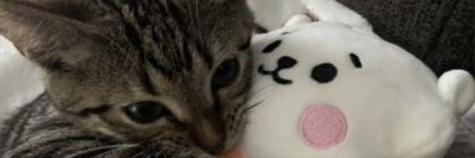 CayoJonathan's profile banner image