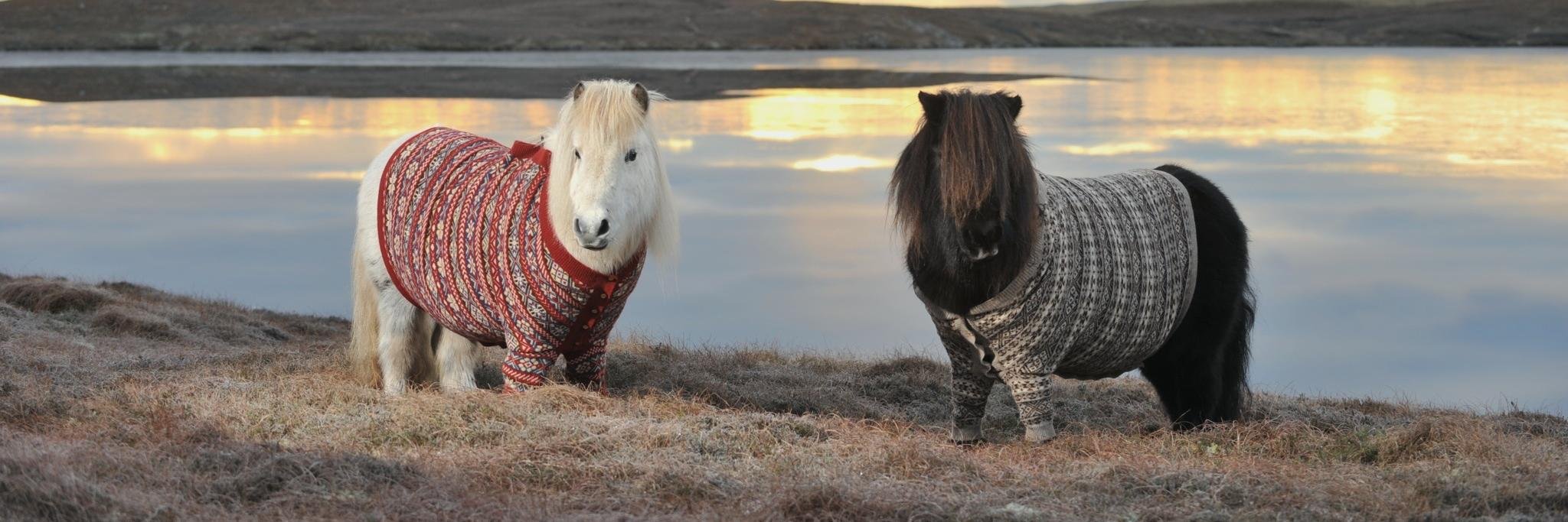 К чему снится пони. Пони в свитере. Wooly show.