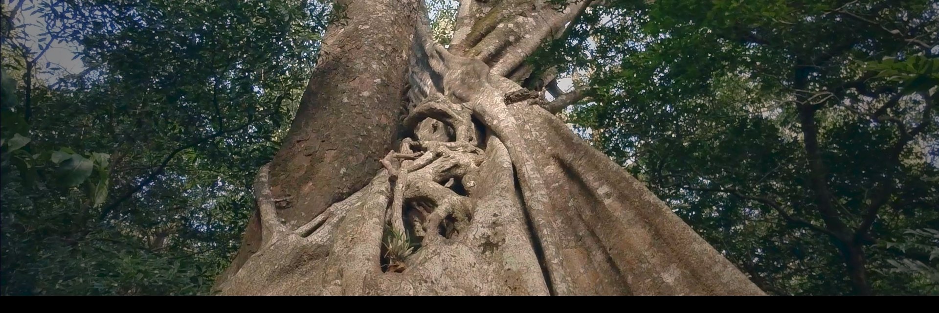 Raison Varner banner