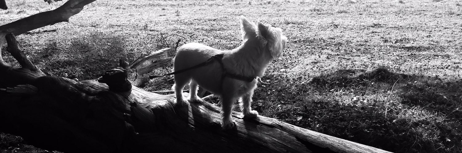 TheBrodieBear's profile banner image