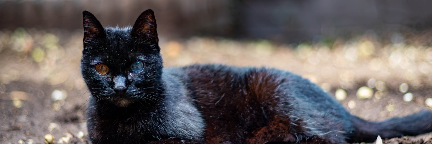 Natalia Herrera 💜🤍🖤 banner