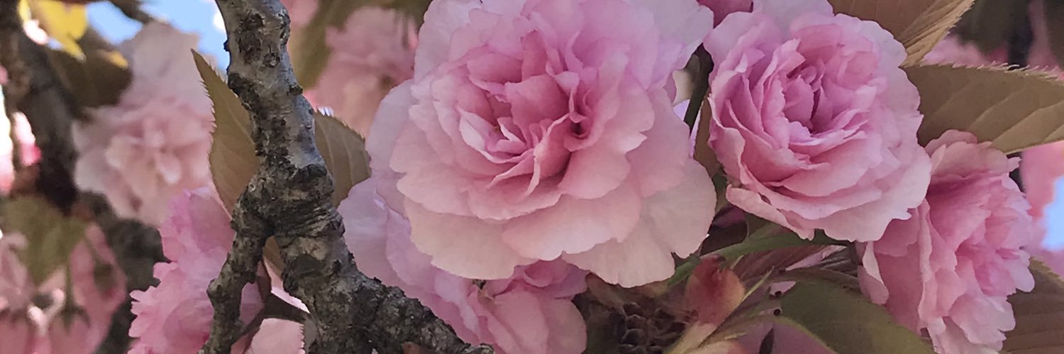 CHEBONPOM's profile banner image