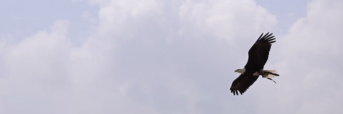 necomica_'s profile banner image