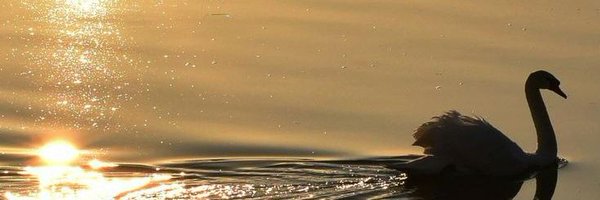 naillnesss Profile Banner