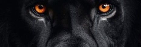 🛡🗡 Aslan's_Warrior 🇺🇸🦅🦁's banner