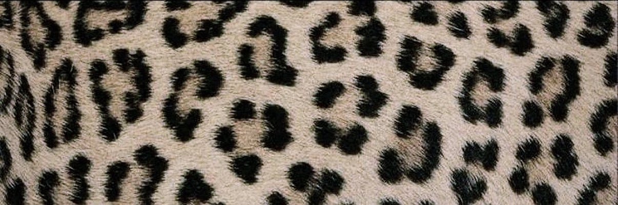 dani⁶ banner