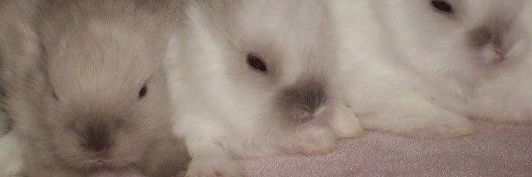 tiffy 🐰 banner
