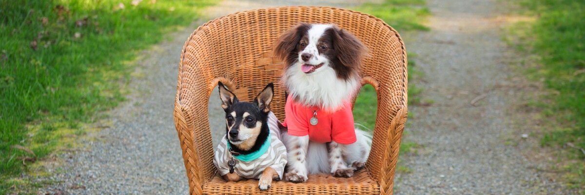 Eco-Pup®️ banner