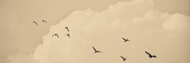 maha2rozi's profile banner image