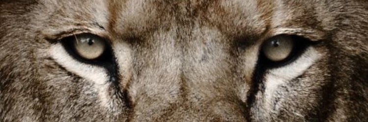 coachpedrog's profile banner image